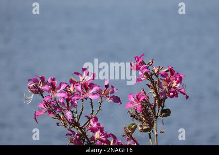 Bauhinia purpurea/Orchid tree/Purple bauhinia flowers /Udaipur/Rajasthan/India Stock Photo