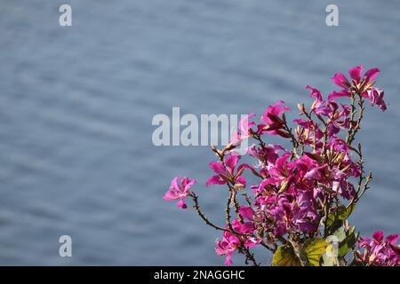 Bauhinia purpurea/Orchid tree/Purple bauhinia flowers /Udaipur/Rajasthan/India Stock Photo