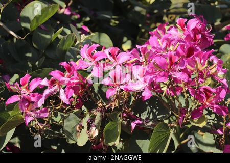 Bauhinia purpurea/Orchid tree/Purple bauhinia flowers /Udaipur/Rajasthan/India Stock Photo