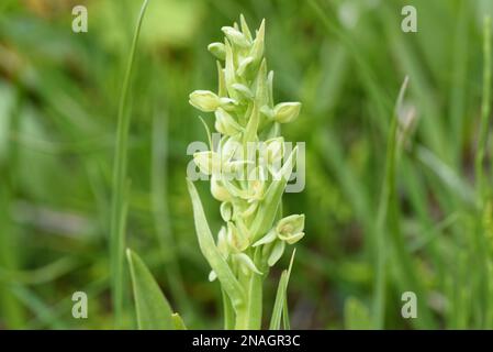 Leafy Northern Green Orchid from Greenland Stock Photo