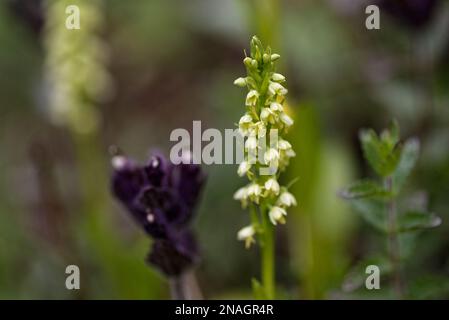 Small-white Orchid in Greenland Stock Photo