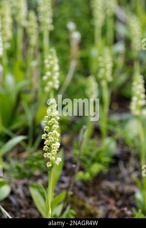 Small-white Orchid in Greenland Stock Photo