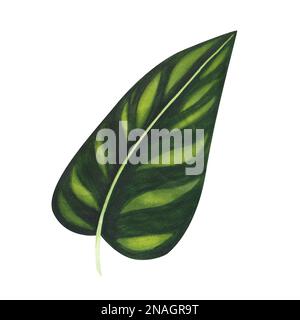 tropic variegated leaf watercolor isolated on white background. Watercolor hand drawn botanical llustration for design packaging, template, menu, post Stock Photo