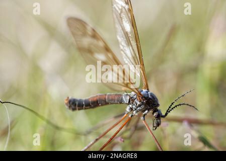 Tipulidae from greenland Stock Photo