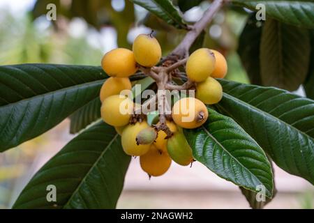 Loquat fruit, Eriobotrya japonica, on a tree in a garden in San Agustin Etla, Oaxaca, Mexico. Stock Photo