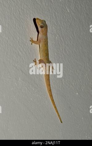 Hemidactylus frenatus, Asiatischer Hausgecko, Gewöhnlicher Halbfinger, common house gecko, Embudu, Malediven, maldives Stock Photo