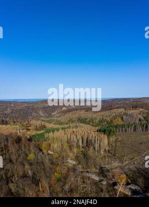 Forest dieback in the Harz Mountains cleared forest areas Stock Photo