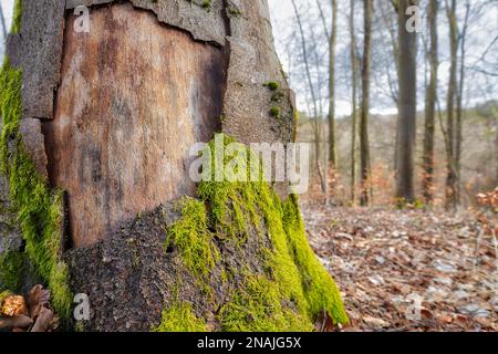 Forest dieback in the Harz Mountains Buchen Stock Photo