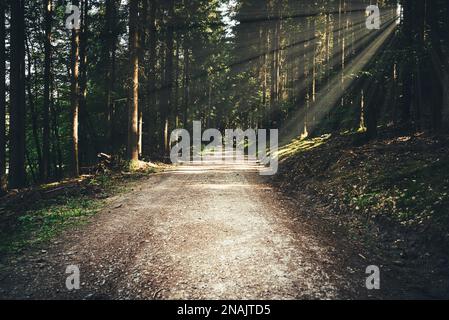 empty path or road through dark thick forest on summer day Stock Photo