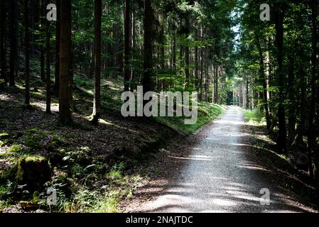 empty path or road through dark thick forest on summer day Stock Photo