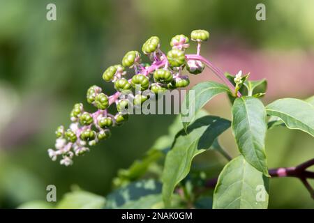 Pokeweed (Phytolacca americana) berries ripening in Bergamo Italy Stock Photo