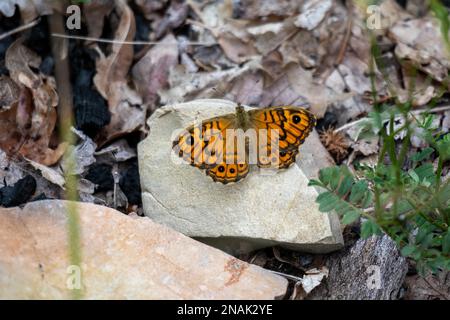 Wall Brown (Lasiommata megera) Butterfly resting on a rock in the sunshine Stock Photo