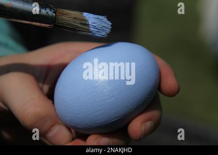A child painting a real egg with blue paint for Easter with paintbrush, crafting, UK Stock Photo