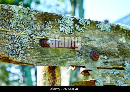 Moss and Rusty Plate on Broken Wooden Board Stock Photo
