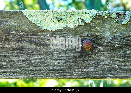 Moss on Old Wooden Board with Rusty Bolt Stock Photo
