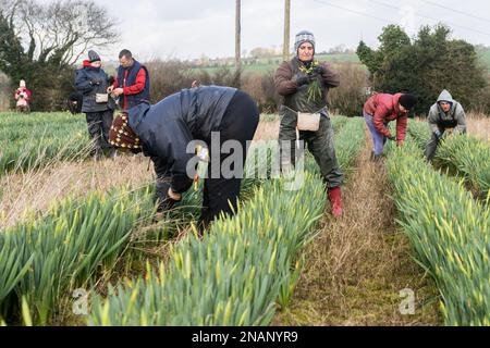 Bandon, West Cork, Ireland. 13th Feb, 2023. Daffodil picking is in full swing on a farm just outside Bandon. Most of the daffodils are exported to Holland. Credit: AG News/Alamy Live News Stock Photo
