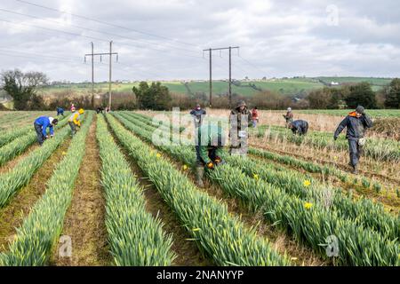 Bandon, West Cork, Ireland. 13th Feb, 2023. Daffodil picking is in full swing on a farm just outside Bandon. Most of the daffodils are exported to Holland. Credit: AG News/Alamy Live News Stock Photo