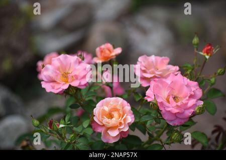 Deloitte and Touché pink roses - close up shot of pink roses with yellow and orange hints. Stock Photo