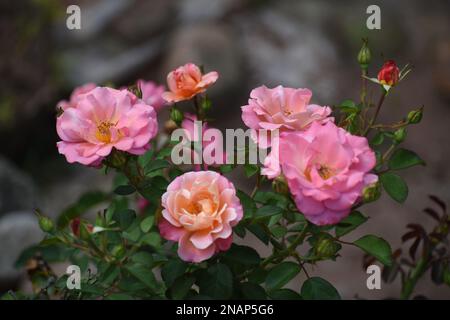 Deloitte and Touché pink roses - close up shot of pink roses with yellow and orange hints. Stock Photo