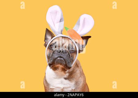 French Bulldog dog wearing Easter bunny costume ears headband with carrot on yellow background Stock Photo
