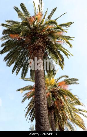 Tops of two palm trees with sunny day and blue sky in the background Stock Photo