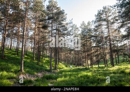 Picture of a typical pine forest in the Balkans, in a deep wood, in a typical alpine forest, in Divcibare, Serbia. Stock Photo