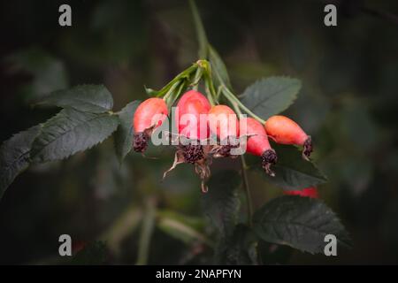 Picture of a wild rose plant with a focus on its rosehip.  The rose hip or rosehip, also called rose haw and rose hep, is the accessory fruit of the v Stock Photo