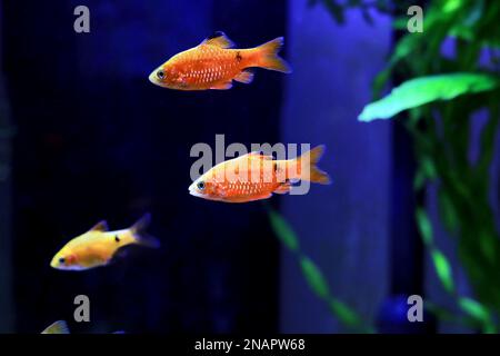 Rosy Barb (Red Barb) - Puntius conchonius Stock Photo