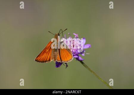 tiny orange butterfly feeding on Scabiosa columbaria (Scabies) plant, Small Skipper, Thymelicus sylvestris Stock Photo