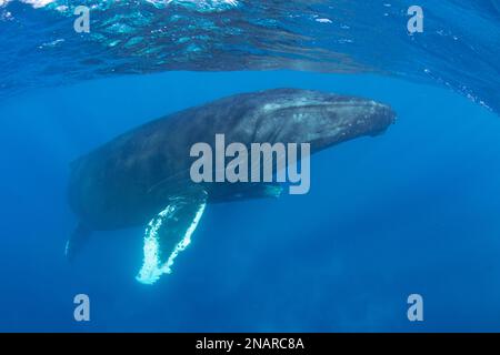 The Humpback whale (Megaptera novaeangliae) can reach lengths of 12-16 meters.  In the Atlantic, females give birth in the warm Caribbean Sea. Stock Photo