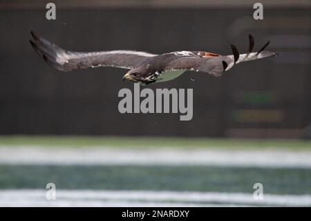 Seattle Seahawks bird mascot Taima, an augur hawk, flies out of the team  tunnel and toward his handler before an NFL football game against the San  Francisco 49ers, Sunday, Dec. 5, 2021