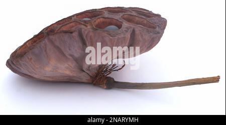 Lotus seed closeup over white background Stock Photo