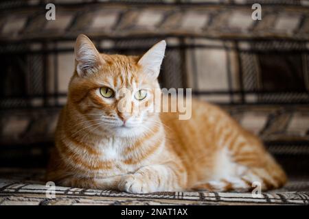 Domestic ginger cat lies on the sofa. Shallow focus. Stock Photo