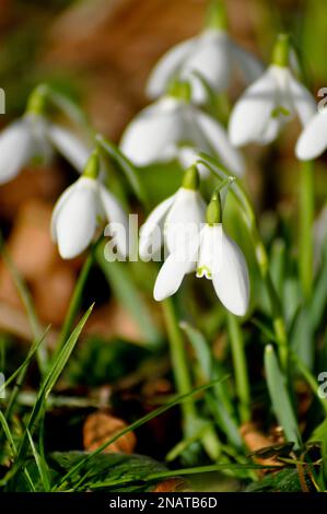 Common Snowdrops (Galanthus nivalis) in the Woodland walk at Burton Agnes Hall, East Yorkshire, UK - February Stock Photo