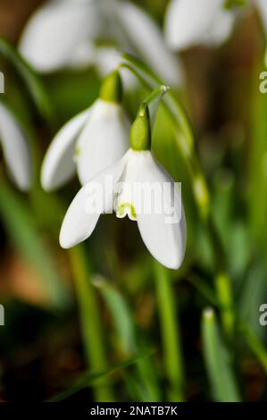 Common Snowdrops (Galanthus nivalis) in the Woodland walk at Burton Agnes Hall, East Yorkshire, UK - February Stock Photo