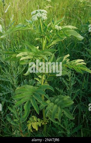 Vertical natural closeup on the herbaceous dwarf elderberry, Sambucus ebulus, standing in the green vegetation Stock Photo