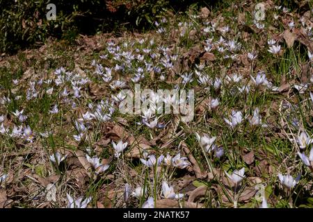 Crocus biflorus lilac flowers Stock Photo