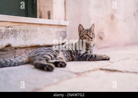 Cute domestic short hair cat lying on the street. Cats in Venice. Stock Photo