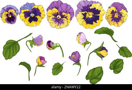 flower arrangement of pansies isolated on a white background. bouquets viola, yellow and purple flowers green leaves. Vector illustration Stock Vector