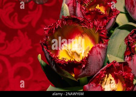 dark red with yellow tulips on a red background Stock Photo