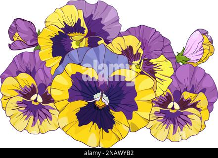 flower arrangement of pansies isolated on a white background. bouquets viola, yellow and purple flowers green leaves. Vector illustration Stock Vector