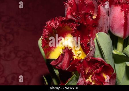 dark red with yellow tulips on a red background Stock Photo