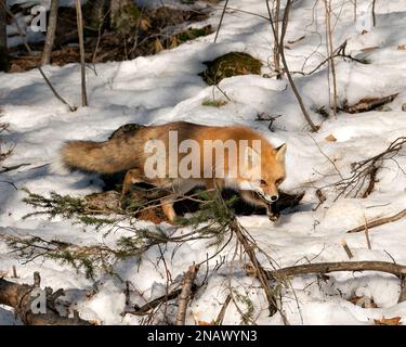 Red fox foraging in the forest in the winter season in its environment and habitat with snow and branches background, displaying bushy fox tail, fur. Stock Photo