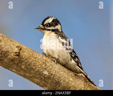 Woodpecker female on a branch with a blue sky background in its environment and habitat surrounding displaying white and black feather plumage. Stock Photo