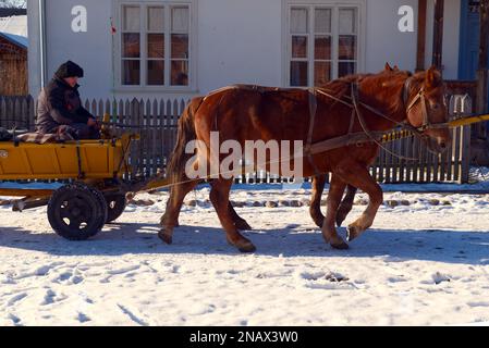 two horses pull a cart in snow in winter Stock Photo