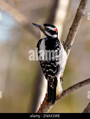 Woodpecker male climbing a tree with a blur forest background in its environment and habitat surrounding, displaying white and black feather plumage. Stock Photo