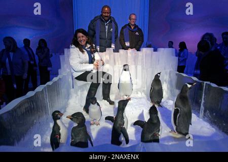 Penguins: RoboPen is back
