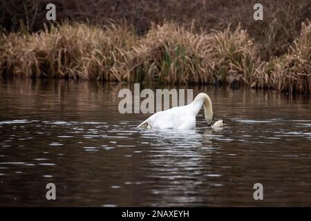 Rickmansworth, Hertfordshire, UK. 12th February, 2023. A beautiful moment of a pair of mute swans mating on the Grand Union Canal. After their mating, the male swan on the left called a cob and the female swan on the right called a pen, hold their necks together forming a beautiful heart shape.  This mating ritual is called necking. Swans mate for life and the female lays her eggs in late April, early May each year. Sadly some eggs are illegally stolen by people and if the cygnets are born, they can often be killed by dogs off leads, mink, foxes and other predators. Credit: Maureen McLean Stock Photo