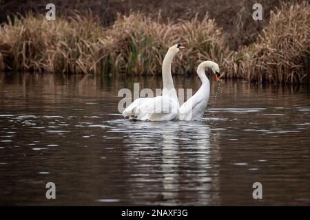 Rickmansworth, Hertfordshire, UK. 12th February, 2023. A beautiful moment of a pair of mute swans mating on the Grand Union Canal. After their mating, the male swan on the left called a cob and the female swan on the right called a pen, hold their necks together forming a beautiful heart shape.  This mating ritual is called necking. Swans mate for life and the female lays her eggs in late April, early May each year. Sadly some eggs are illegally stolen by people and if the cygnets are born, they can often be killed by dogs off leads, mink, foxes and other predators. Credit: Maureen McLean Stock Photo