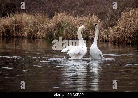 Rickmansworth, Hertfordshire, UK. 12th February, 2023. A beautiful moment of a pair of mute swans mating on the Grand Union Canal. After their mating, the male swan on the left called a cob and the female swan on the right called a pen, hold their necks together forming a beautiful heart shape.  This mating ritual is called necking. Swans mate for life and the female lays her eggs in late April, early May each year. Sadly some eggs are illegally stolen by people and if the cygnets are born, they can often be killed by dogs off leads, mink, foxes and other predators. Credit: Maureen McLean Stock Photo